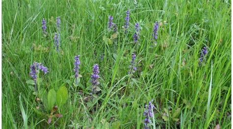 bugle mots fléchés|la bugle, plante médicinale oubliée pourtant efficace.